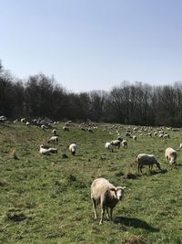 Sheep grazing in a field