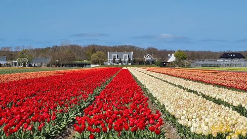 Red tulip flowers on field against sky