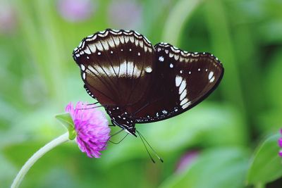 Close-up of butterfly pollinating on flower