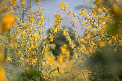 Close-up of yellow flowering plants on field