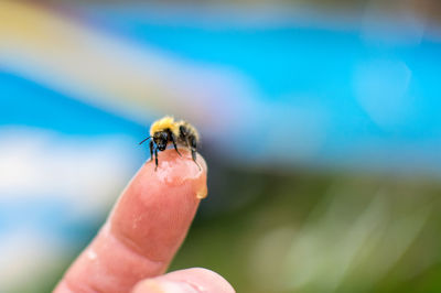 Cropped image of finger holding bee