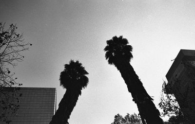 Low angle view of palm trees