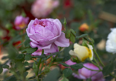 Close-up of pink rose plant