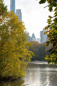 Trees in city during autumn