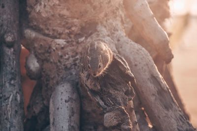 Squirrel on tree trunk