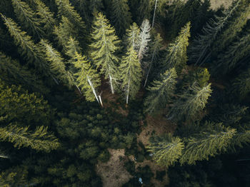 Aerial view of  pine trees in forest