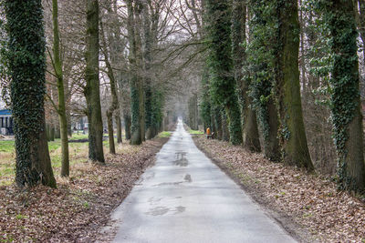 Road amidst trees in forest