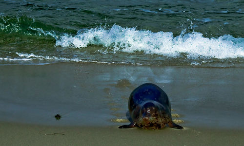 Close-up of crab on beach