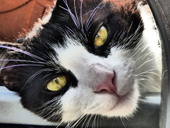 Close-up portrait of cat