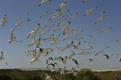 Flock of birds flying against clear sky