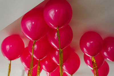 Fuchsia pink balloons with helium under the ceiling in the room
