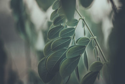 Close-up of fresh green plant