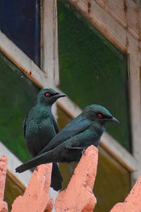 Close-up of birds perching on railing