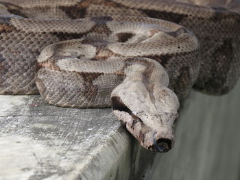 Close-up of snake