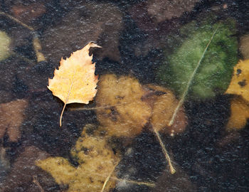 Close-up of yellow maple leaf on autumn leaves