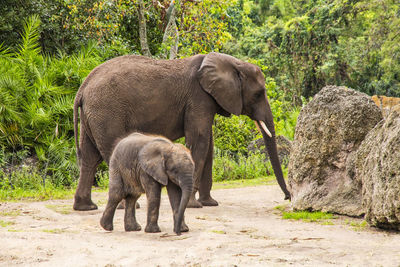 Side view of elephant on land