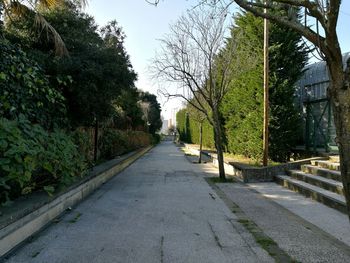 Road amidst trees