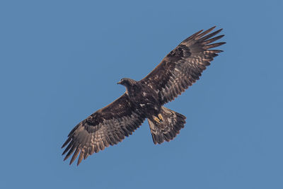 Low angle view of eagle flying against clear sky