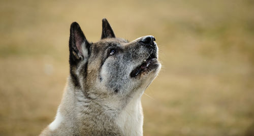 Close-up of dog