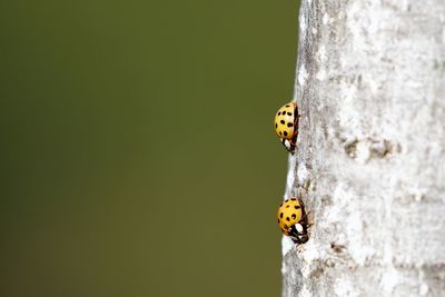 Close-up of ladybug