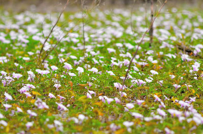 Close-up of flowering plants on field