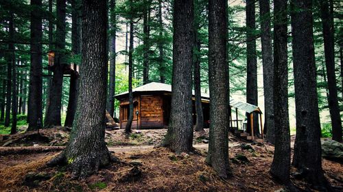 Trees in forest