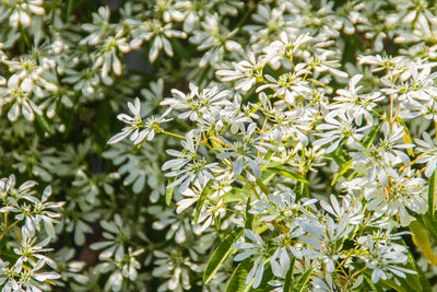 Close-up of white flowering plant