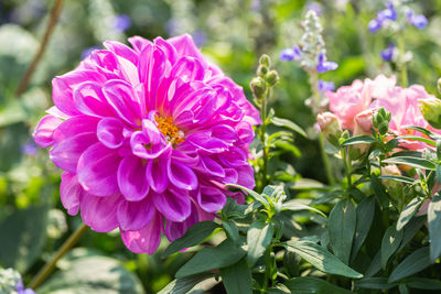 Close-up of pink flowering plant