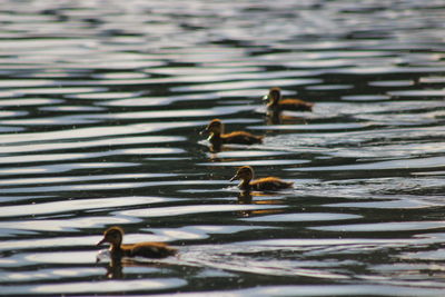 View of an animal in pond