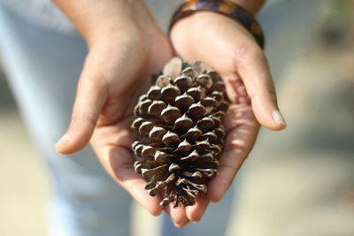 Close-up of person holding pine cone