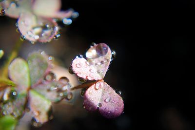 Close-up of water drops on flowers