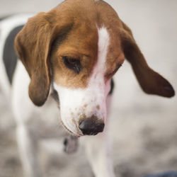 Close-up portrait of dog