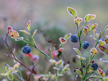 Close-up of fruits growing on plant
