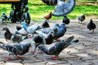 High angle view of pigeons on footpath