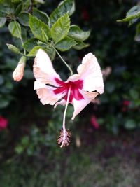 Close-up of pink hibiscus flower