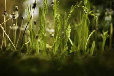 Close-up of plant growing in field