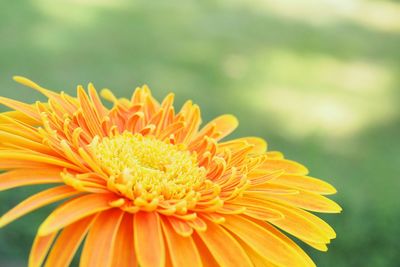 Close-up of yellow flower