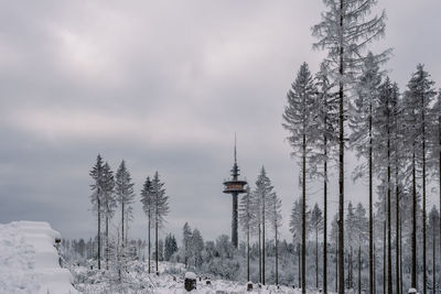 Trees on snow covered land against sky