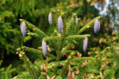 Close-up of flowering plant