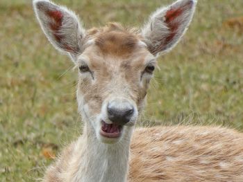 Portrait of deer on field