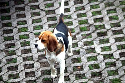 High angle view of dog standing on footpath