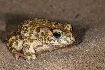 Portrait of the green toad, bufo viridis on a sand