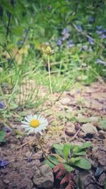 Close-up of wildflowers growing on plant