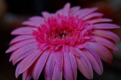 Close-up of wet pink flower