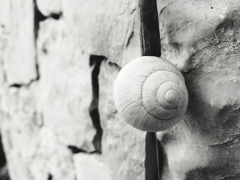 Close-up of snail