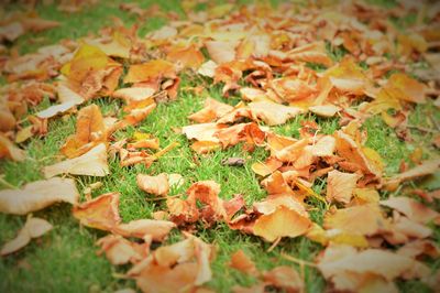 Full frame shot of fallen leaves on field