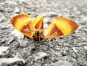Close-up of butterfly on flower