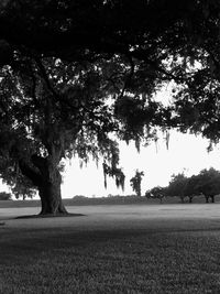 Trees on field against sky