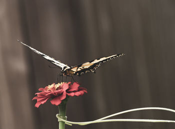 Close-up of butterfly pollinating on flower