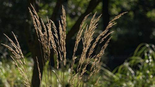 Close-up of grass growing in field